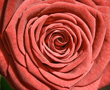 花朵 红玫瑰如明信片 罗莎 周年纪念日 浪漫的 花的 礼物图片