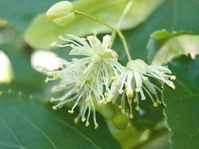 叶子的花朵 温暖的 生活 令人作呕 雄蕊 温和的 绿色的 落叶的 植物图片