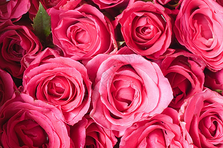 粉红玫瑰花 婚礼 天 植物群 浪漫 盛开 叶子图片