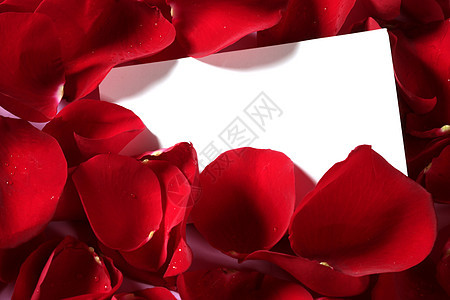 红玫瑰宏用空白纸条关闭 情人节 叶子 爱 花的图片