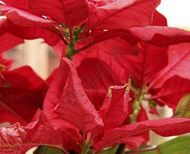 红蛋白 尤尔 植物 生长 传统的 开花 自然 花 喜庆的图片