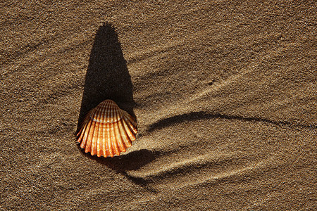 沙滩沙质和蛤壳 海 石头 美丽的 假期 海滨 自然图片