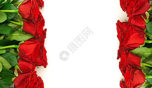 红玫瑰边框 内衬 假期 美丽的 新鲜的 邀请函 开花 浪漫的 植物图片