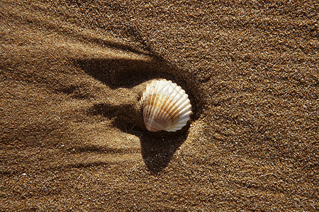 沙滩沙质和蛤壳 海洋 支撑 宏观 沿海 海滨 海星图片