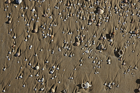 沙滩沙质和蛤壳 海星 石头 海滩 旅游 支撑 水 自然图片