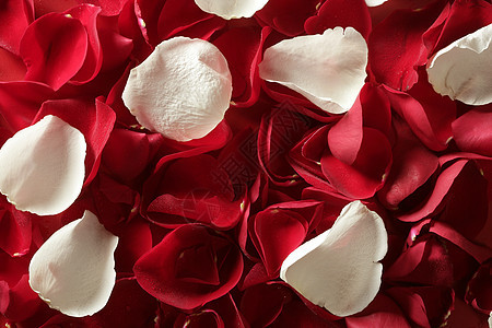红玫瑰花瓣纹理背景 美丽 婚姻 美丽的 春天 墙纸 边界背景图片
