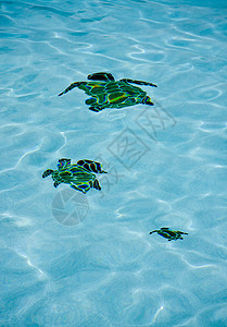 池龟图片