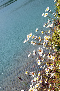 湖边湖边的野花图片