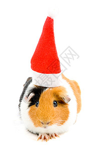 小白鼠戴着圣诞帽子背景图片