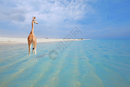 吉拉菲度假 海滩 海景 美丽的 天堂 泻湖 旅游 云 晴天图片