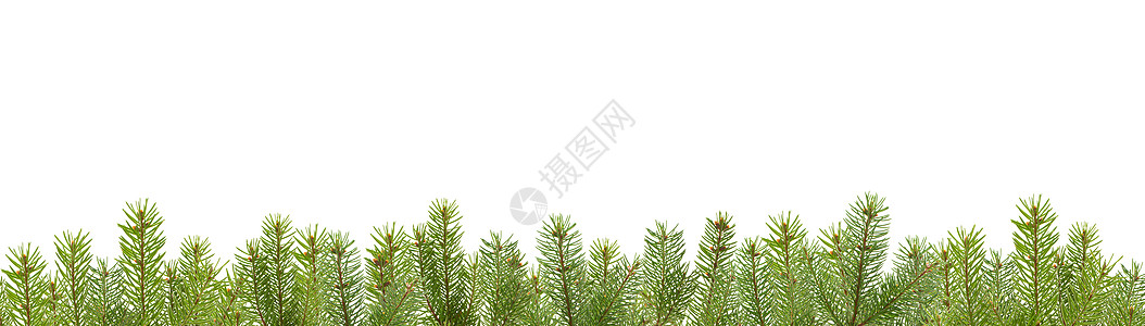来自 firtree 树枝的边框 圣诞节 优雅图片