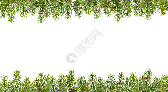 来自 firtree 树枝的边框 绿色的 标题背景图片