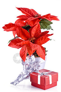 圣诞装饰品 冬天 闪光 十二月 花的 植物 红色的 传统的图片