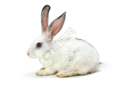 兔子新年快乐 动物 快乐的 居住 白色的 野兔背景图片