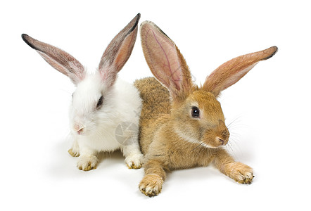 兔子新年快乐 快乐的 灰色的 动物 野兔 假期背景图片