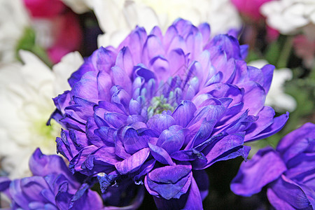 可爱的蓝色菊花图片