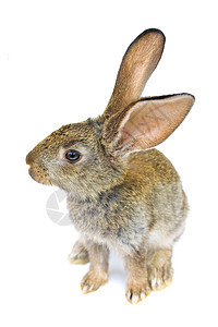 兔子新年快乐 灰色的 居住 动物 快乐的背景图片