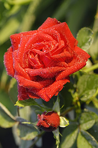 玫瑰 假期 红色的 花园背景图片
