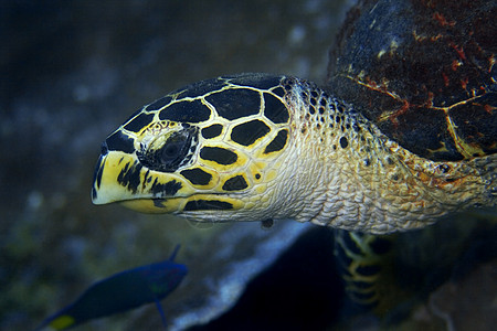 乌鹰章海龟 旅行 水 玳瑁 八龙 φ 礁 眼睛 嘴图片