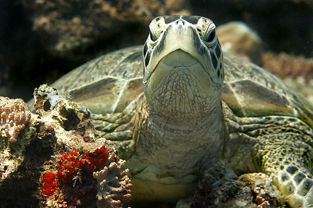 绿海龟 游泳 假期 浮潜 潜水 普吉岛 脸 玳瑁 水图片