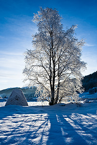 闪光树 白色的 场景 蓝色的 太阳 日落 闪耀 雪 寒冷的 下雪的图片
