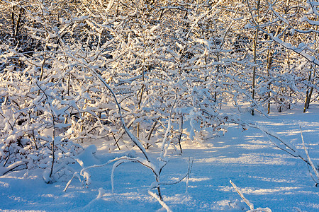 每个树枝上都下大雪图片