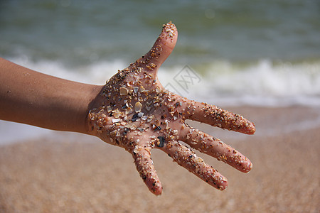 手在贝壳中 女性 支撑 成人 自然 热带 旅游图片