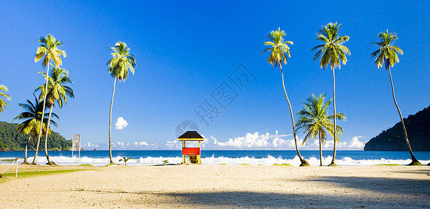 特立尼达马拉卡斯湾 加勒比地区 岛屿 小安的列斯群岛 海滩 树 孤独图片