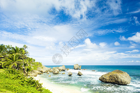 Bathasheba 巴巴多斯东海岸 加勒比 植物 热带图片
