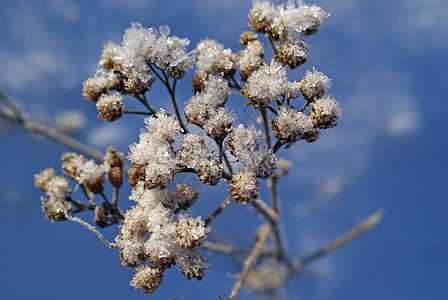 冬花上的雪晶图片