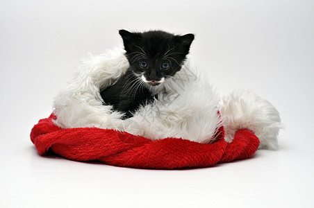 圣诞小猫 可爱的 传统 季节 女性 假期 圣诞老人背景图片