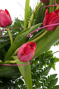 美丽的红色郁金香 妈妈们 植物 浪漫 自然图片