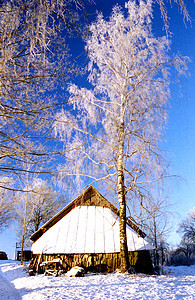 旧农场大楼附近霜冻的Bircher图片