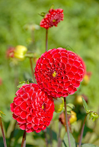 红大丽花花图片