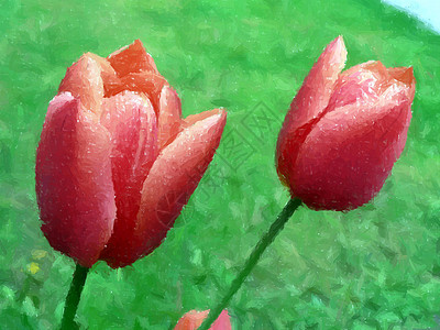 红郁金花 情人节 开花 美丽 植物 绿色的 展示 浪漫 郁金香图片