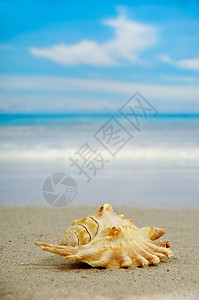 海滩上的海螺 海岸 热带 收集 牡蛎 美丽的 旅行图片