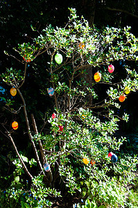 复活节树 春天 季节性的 自然 美丽的 庆典 问候语图片
