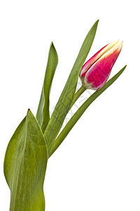 红郁金红色 生活 礼物 庆典 郁金香 植物群 花束图片