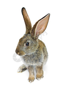 兔子新年快乐 快乐的 灰色的 白色的 野兔背景图片