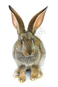 兔子新年快乐 动物 灰色的 假期 居住背景图片
