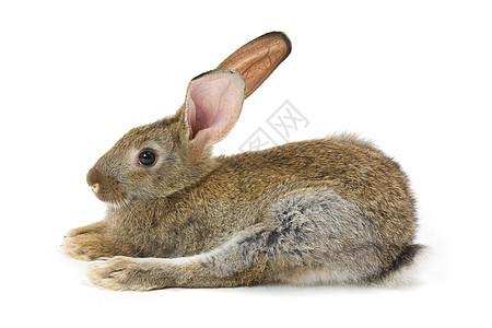 兔子新年快乐 居住 快乐的 野兔 白色的 动物背景图片