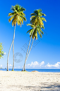 特立尼达马拉卡斯湾 植被 天堂 沿海 冷静 安静图片