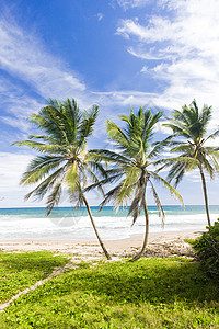 巴巴多斯东海岸绿点 加勒比和加勒比 外观 棕榈树图片