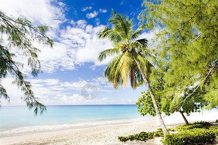企业海滩 巴巴多斯 加勒比 棕榈树 向风群岛 夏天 风景图片