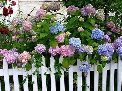 斯堪的纳维亚生活方式 - 鲜花Hydrangeas图片