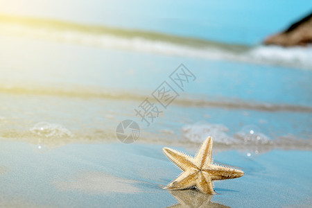 海星在沙滩上 夏天图片