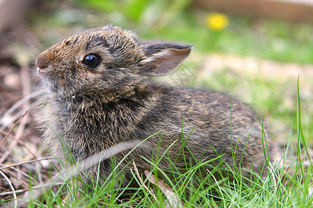 棉尾兔子年幼婴儿 宠物 鼻子 彼得 食草动物 动物 野兔图片