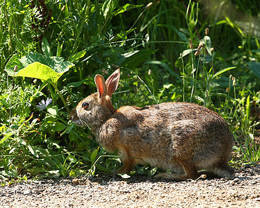 棉尾兔Sylvilagus 户外 动物 可爱的 食草动物图片