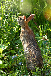 棉尾兔Sylvilagus 鼻子 户外 野兔 兔科图片