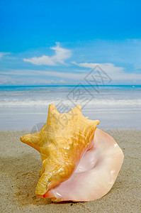海滩上的海螺 金的 海岸 海浪 海岸线 海洋 牡蛎图片